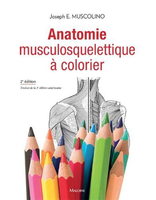Anatomie musculosquelettique à colorier - 